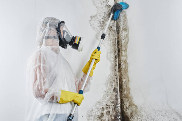 Best Crawl Space Mold Removal  in Bluffdale, UT