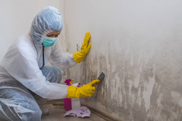 Best Mold Damage Repair  in Bluffdale, UT