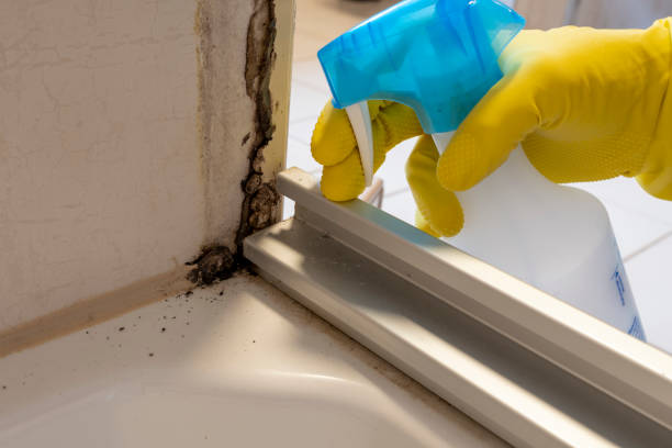Best Mold Remediation  in Bluffdale, UT