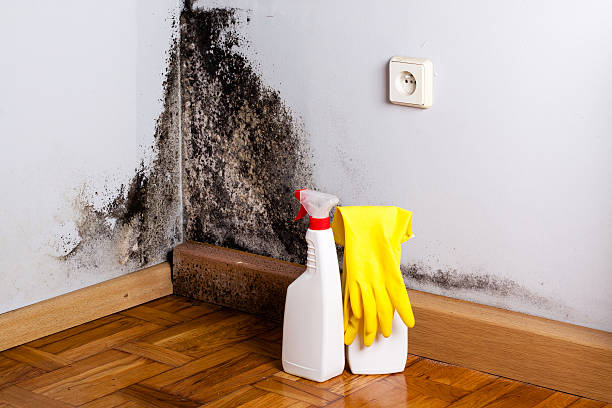 Mold Removal Process in Bluffdale, UT