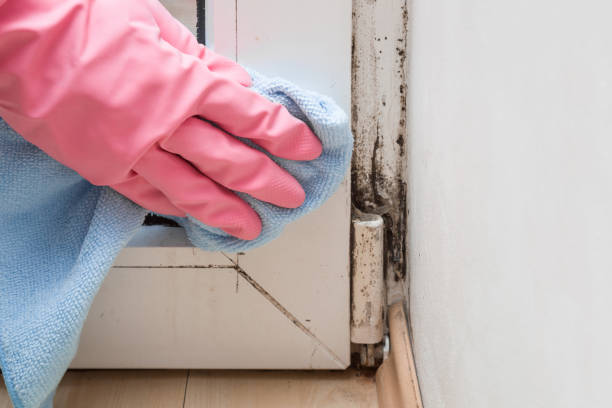 Best Fast Mold Removal  in Bluffdale, UT